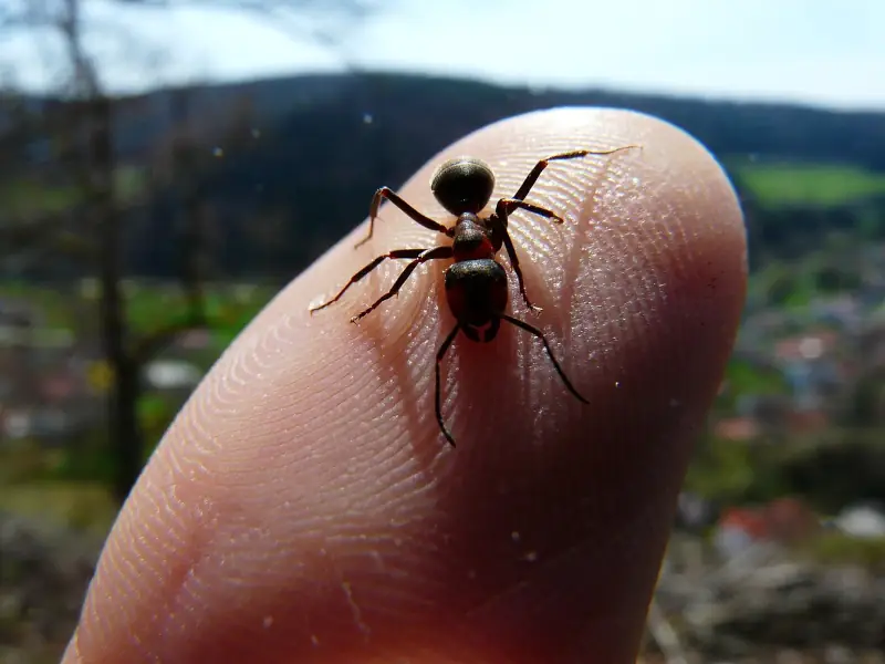 Mrówki w domu i ogrodzie – jak z nimi walczyć?